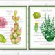 Sensational Cactus & Succulent Botanical Prints